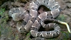 Bothrops moojeni