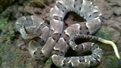 Bothrops moojeni