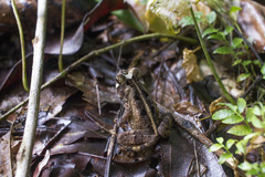 Incilius melanochlorus
