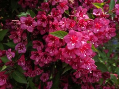 Weigela floribunda