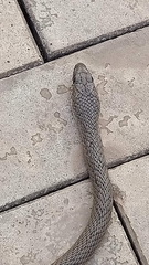 Psammophis phillipsii