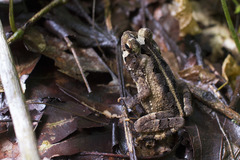 Incilius melanochlorus