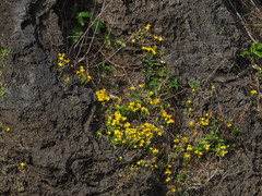 Kalanchoe garambiensis
