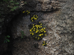 Kalanchoe garambiensis