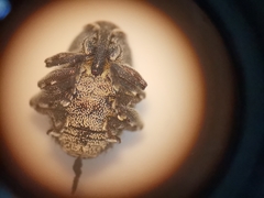 Zacladus exiguus