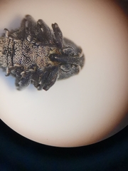 Zacladus exiguus