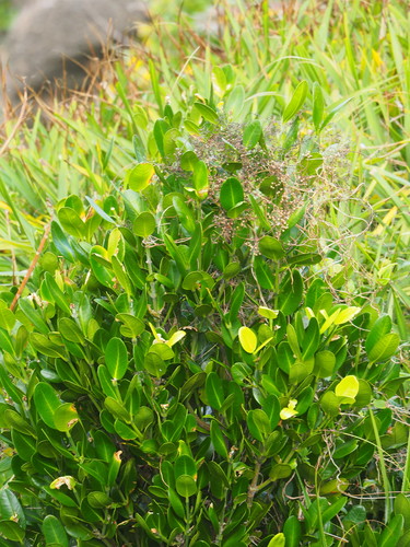 Image of Garcinia subelliptica by no rights reserved