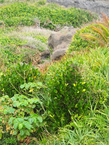 Image of Garcinia subelliptica by no rights reserved