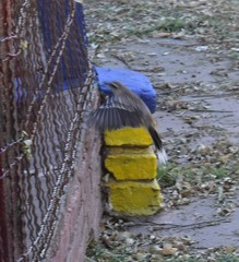 Mimus saturninus modulator