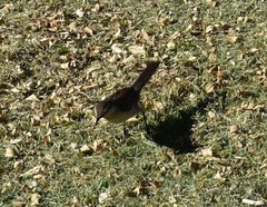 Mimus saturninus modulator