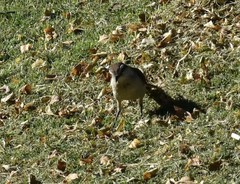 Mimus saturninus modulator