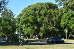 Mimus saturninus modulator