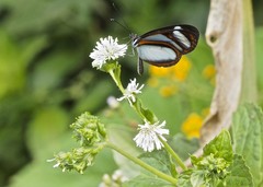 Oleria quintina