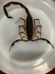 Centruroides fulvipes