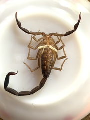 Centruroides fulvipes