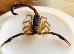 Centruroides fulvipes