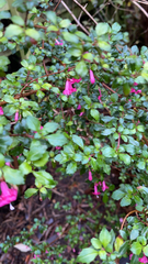 Fuchsia microphylla