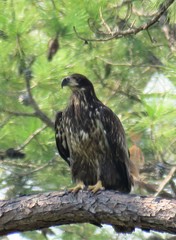Haliaeetus leucocephalus leucocephalus