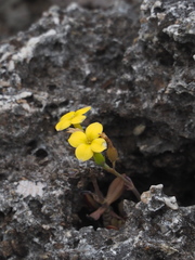 Kalanchoe garambiensis