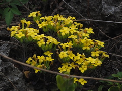 Kalanchoe garambiensis