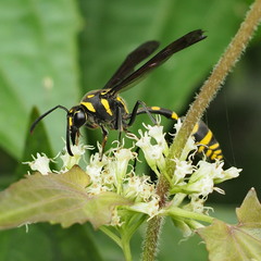 Phimenes flavopictus formosanus
