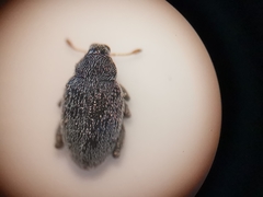 Pseudorchestes ermischi