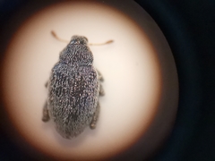 Pseudorchestes ermischi