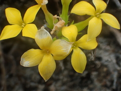 Kalanchoe garambiensis