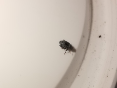 Pseudorchestes ermischi