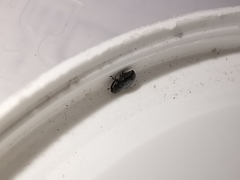 Pseudorchestes ermischi