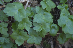 Ranunculus cappadocicus