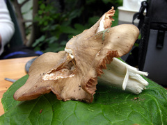 Entoloma clypeatum