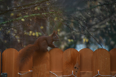 Sciurus vulgaris