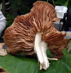 Entoloma clypeatum