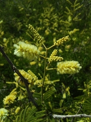 Senegalia bonariensis