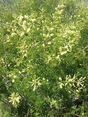 Senegalia bonariensis