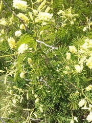Senegalia bonariensis