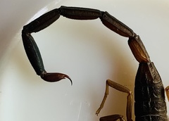 Centruroides fulvipes