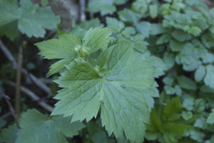 Ranunculus cappadocicus