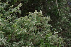 Buddleja dysophylla