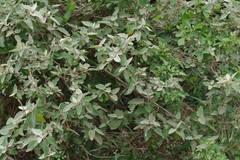Buddleja dysophylla