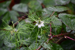 Nigella damascena