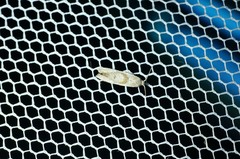 Cochylidia heydeniana