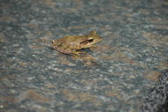 Polypedates pseudocruciger