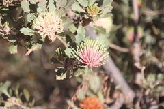 Banksia cuneata