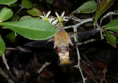 Cephonodes hylas virescens