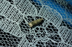 Epiblema sugii