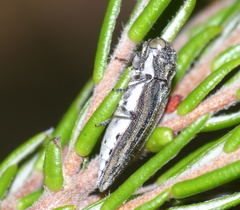 Alissoderus tessellatus