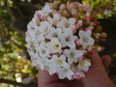Viburnum × burkwoodii