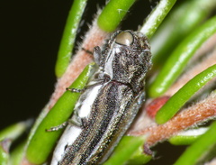 Alissoderus tessellatus